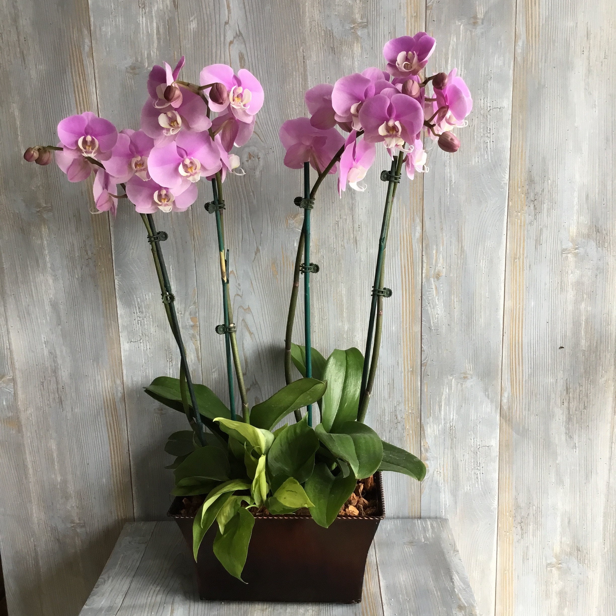 Deluxe Phalaenopsis Orchid