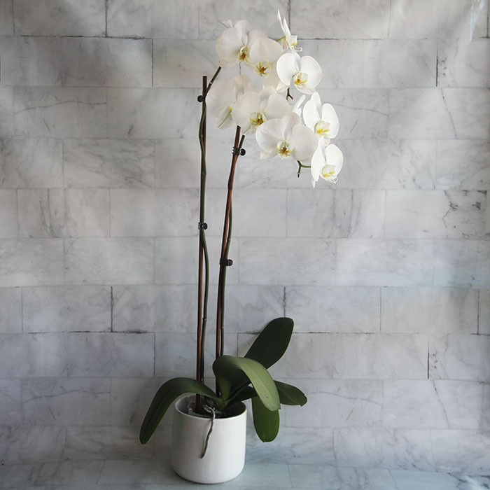 Double White Phalaenopsis