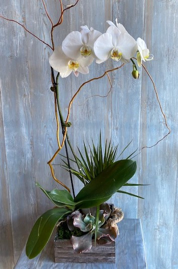 White Orchid Dish Garden